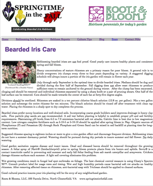 bearded iris care