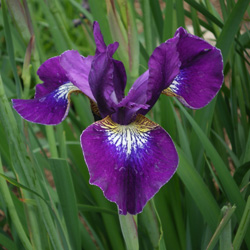 Lockatell Tet SIB Sdlg.#20150-26-2B