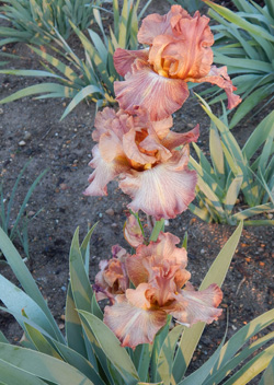 TB Re Autumn Shower Lockatell 2019