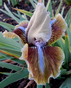 SDB Re Sdlg.#21256-BP