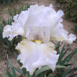 Soda Fountain Shuffle