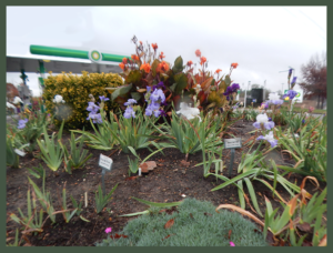 Extended Fall iris rebloom at BP Market test Garden,, North Chesterfield, VA