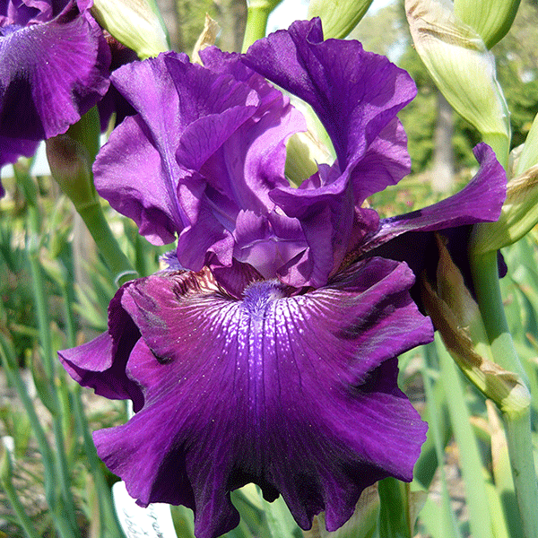 2020 Iris Rebloom Results in Central Virginia - Springtime in the Fall