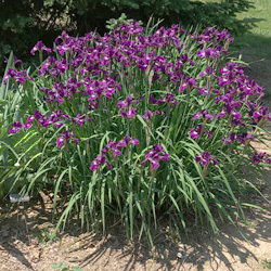 Tet SIB Midnight Tide (Lockatell, 2021)