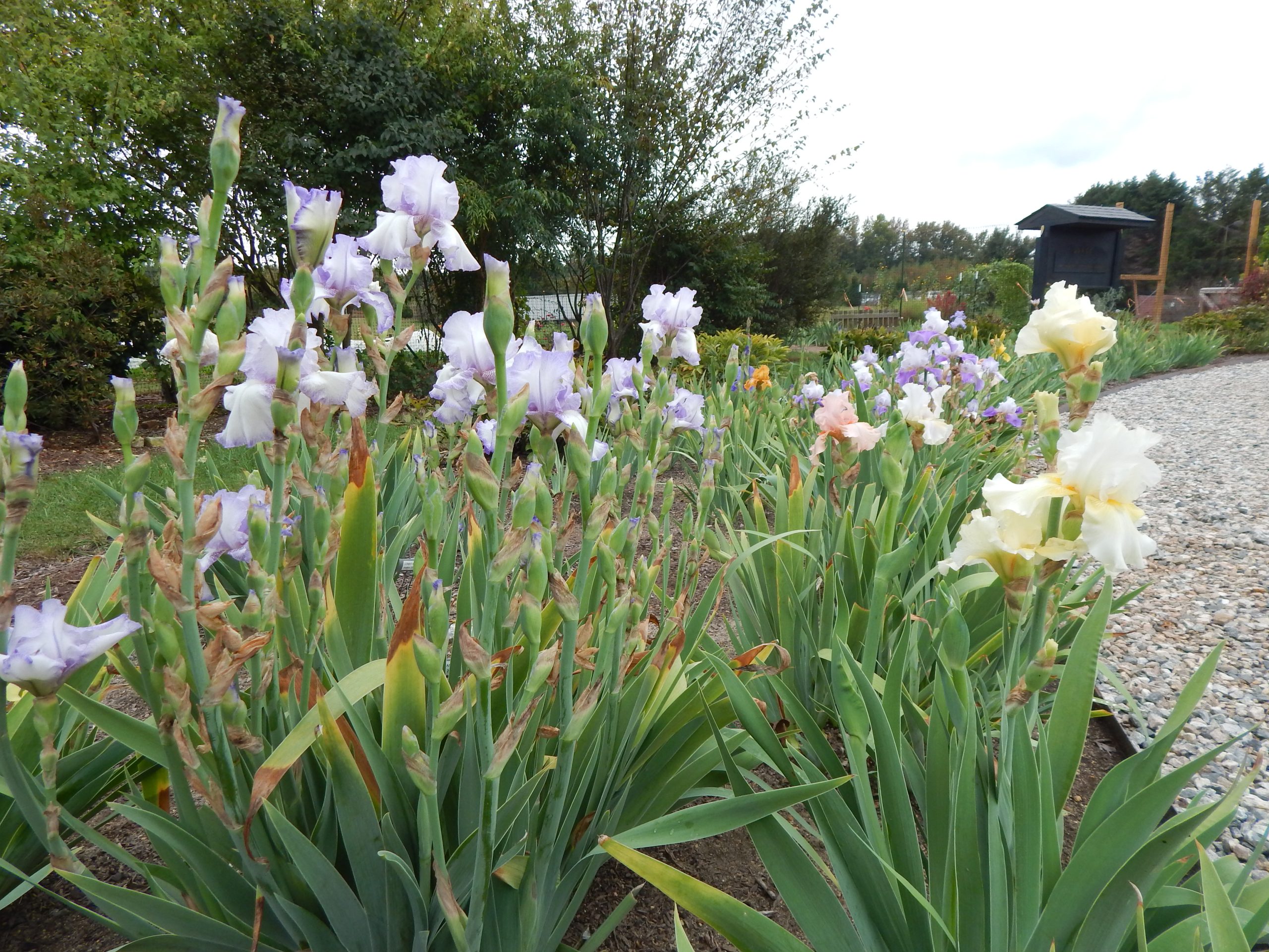 Rebloom Takes a Bow - Springtime in the Fall
